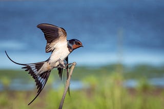 Bird taking flight