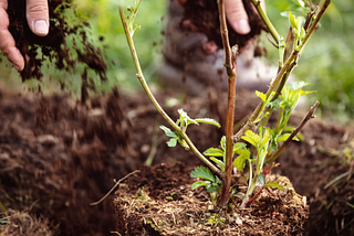 Beyond the Hero, Beyond the Journey: Cultivating a Thriving Ecology