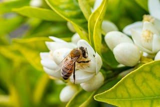 Uma abelha está no centro da flor de magnólia branca. É possível ver outras flores e folhas verdes em volta