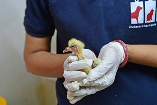 Over 2,000 Dehydrated Birds Treated At Animal Hospital; Climate Change As Cause Of Creature’s…