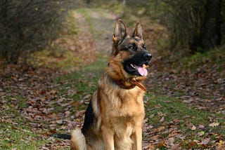 TOP 4 BEST DOG BREEDS