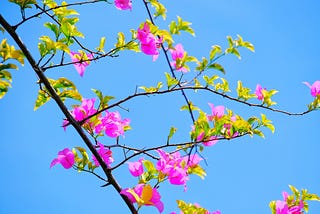 a lovely image of pink and yellow flowers with leaves on branches on a blue-sky background