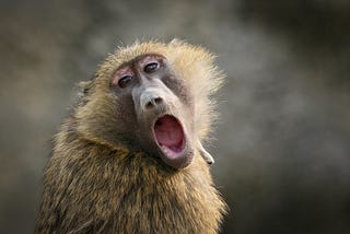 A monkey opens is mouth in awe.