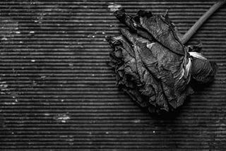 An artsy dead rose