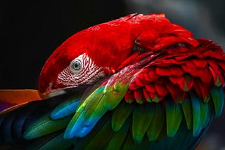 Yo canto las pinturas del libro