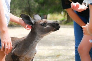 Wildlife Sanctuaries Offer Powerful Ways for Children to Engage with Animals