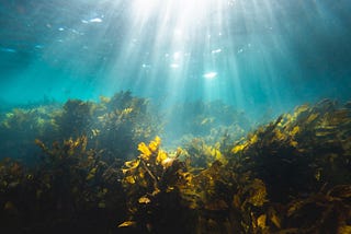 Can Seaweed Save the World?
