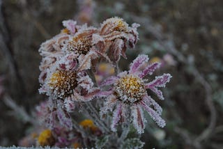 Marigold flowers frozen to death