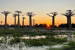 Magical Sunset Safari: Chasing Giant Baobabs in Madagascar