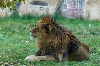 The writer pictures a lion lying down and looking off into the distance.