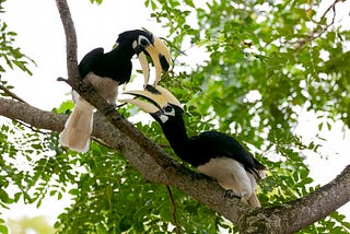 The monogamous life of the Hornbill