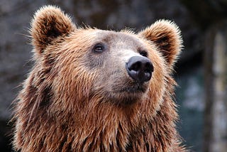 How to Find Alpha in a Bear Market