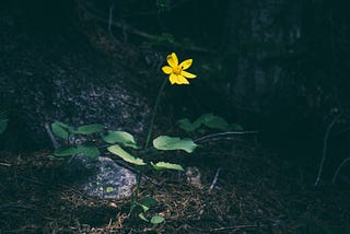 Survivor’s Guilt: The Psychological War After My Daughter’s Traumatic Birth
