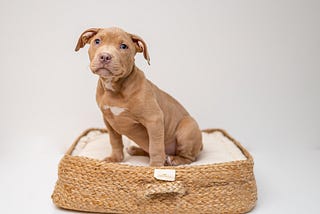 Are PitBull Dogs dangerous for you?