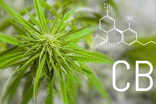 CBD 101: The CBD Beginner’s Guide