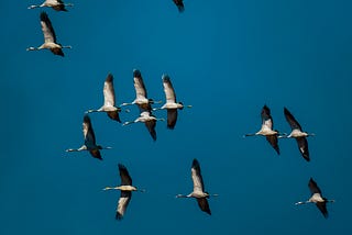 Cranes in the winter