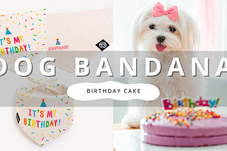 Easy Homemade Dog Birthday Cake | PawrTalk