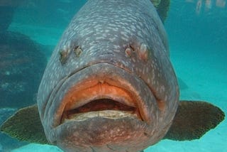 The NHS Saved Me From Blood and Gore