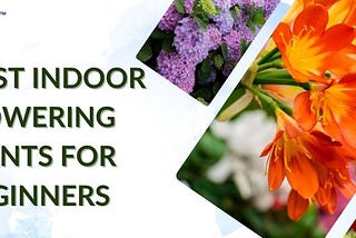 15 Best Indoor Flowering Plants For Beginners