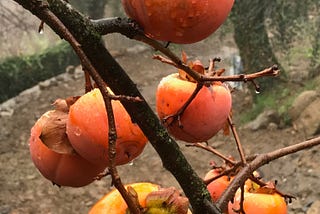 Ode to Persimmon — 12/2020