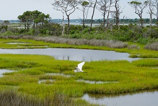 Exploring Nature-Based Solutions: A Path Towards the Balance Between Humans and Ecosystems