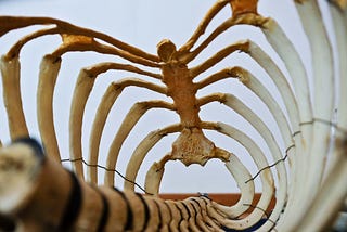 A skeletal rib cage is pictured with the spinal column at the base of the photo.