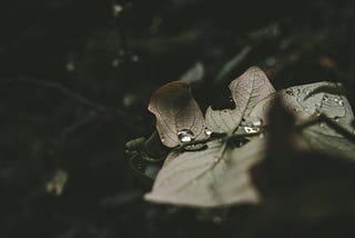 Drops of water on a dried leaf.