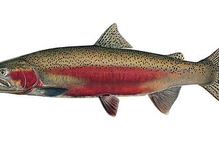 Deschutes Basin Steelhead, Part 1