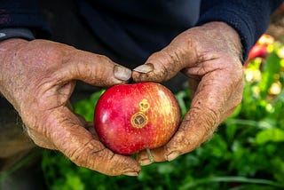 Horticulture Saves Lives | Historical Horticulture