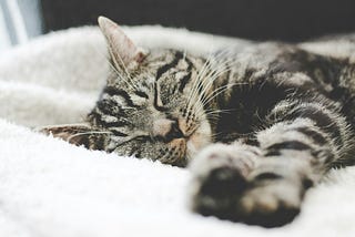 A gray tabby cat lying down, asleep. It is lying on a fuzzy blanket, its paws outstretched.