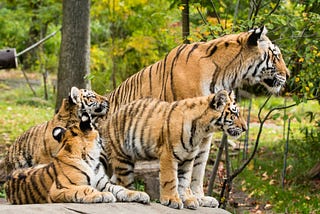 Carolina Tiger Rescue Takes Custody of Four Big Cats