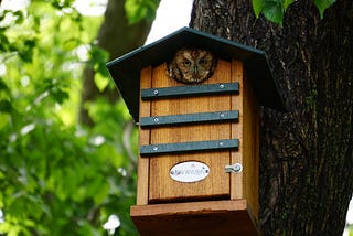 An owl peeking from a bird house