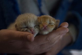 Shocking Causes of Kitten Loss!