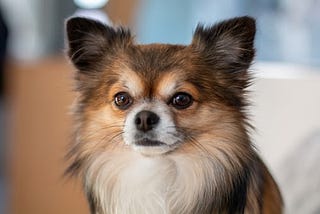 Top 5 Low Maintenance Dog Breeds For New Pet Owners