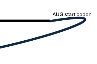 Circular RNA Translation
