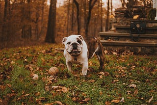 A happy dog looking at us from a field