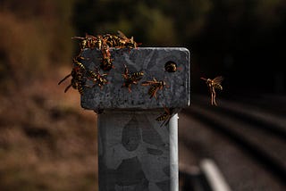 I Dreamt of Wasps