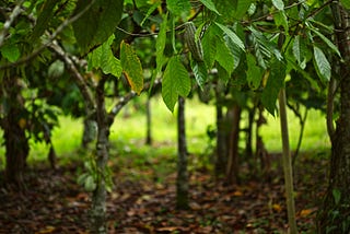Cocoatrees.