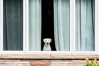 How Much Time Can Dogs Stay Alone Without Developing Behavior Issues?