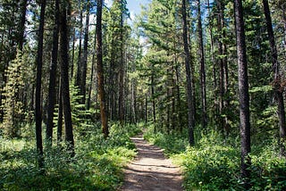 A quiet tree-lined trail, early morning light.