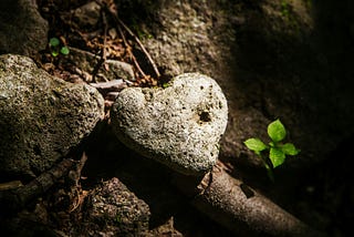 A stone in the shape of a heart perched on a tree root on the ground, next to a small budding plant