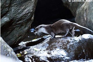 Ripple in the Waters: Eurasian Otter Discovery in Western Ghats’ Sanctuary