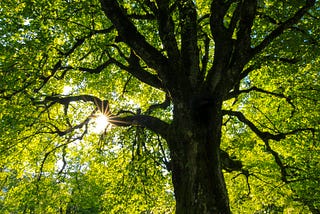 A tree trunk, branches and canopy seen from the ground with sunlight coming through to the left of the photo.