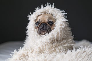 Pug dog snuggled up in a fuzzy, white blanket.