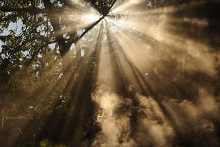 A ray of sunlight shining through a tree canopy onto the forest floor below.