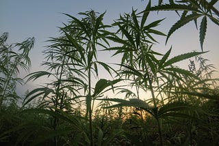 Can hemp industry by-products provide viable animal feed?