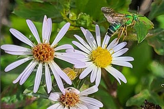 Small white flowers with a yellow center. Hovering above is a green bee with blackish stripes and brown wings.