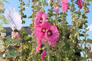 Wordless Wednesday/ Flower of the Day: Hollyhocks