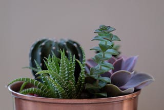 Succulents Are Popular