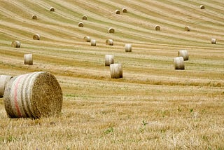 un champ de blé récemment moissonné, avec des meutes de foin laissées et là